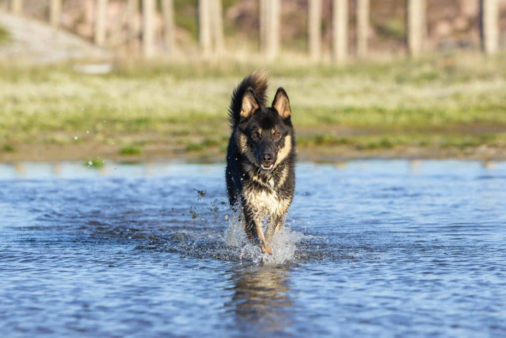 Energetic german shepherd running through water